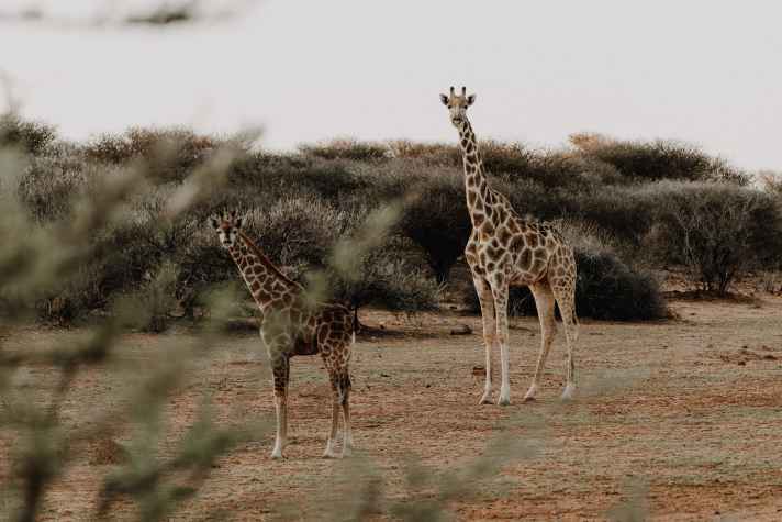 Wiebke Lühmann a également rencontré des girafes en Namibie.