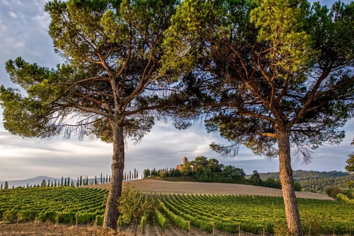 Landscape art - typical Tuscany: cypresses and pines, wine and country estates