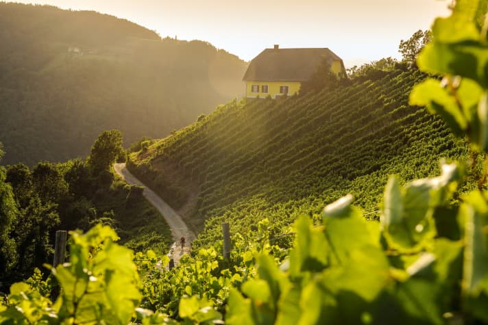 Sample: Where the Blaue Wildbacher grape ripens, the lactic acid shoots into the legs of cyclists.