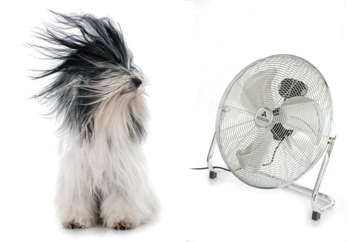 Fan-person floor fan