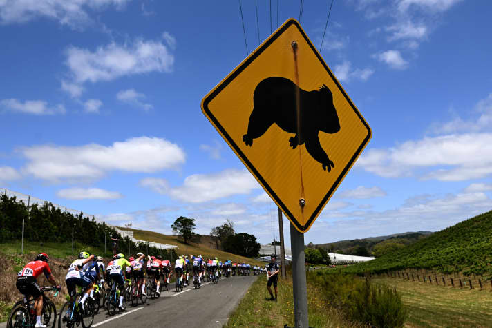 Attention, koala !
