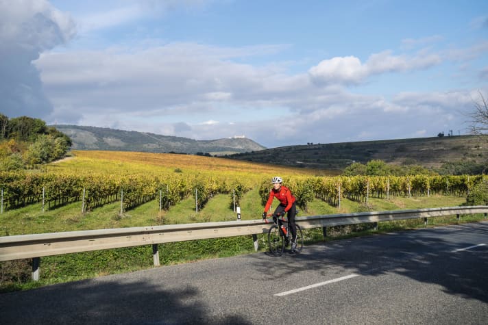 An unserem südlichen Standort Mikulov ist das Klima unterhalb der Pavlovské vrchy (Pollauer Berge) mild genug für Weinbau