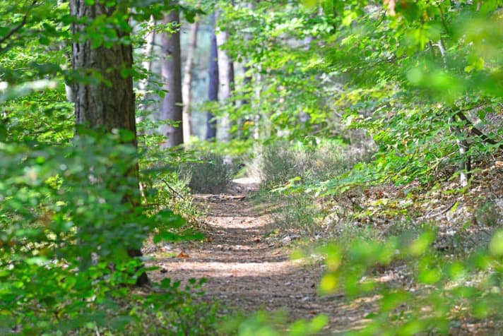   Real single trails: Some of the paths in the Palatinate Forest are not much wider than a fat bike tyre.