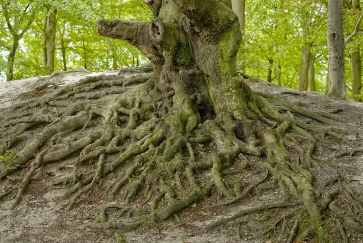Die Waldeigentümer-Liste liest sich wie ein Stammbaum alter Adelsgeschlechter.