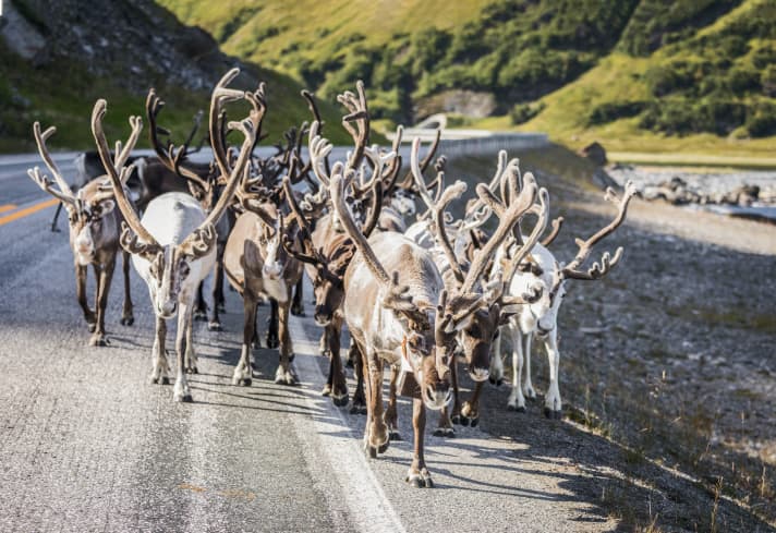 Les rennes sont aussi beaux que réguliers sur les routes de Laponie.