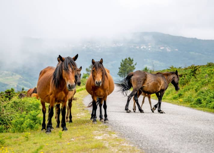 Garranos, die halbwilden Pferde, sollte  man lieber nicht streicheln.