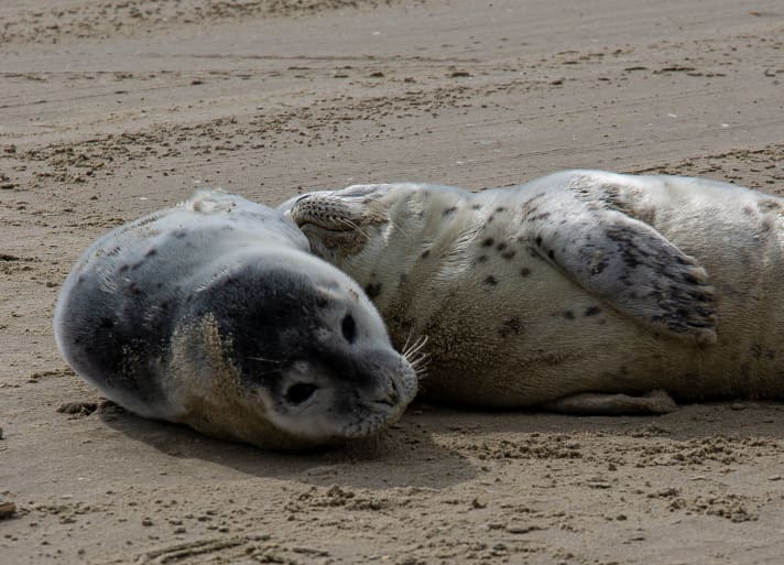 Seals on the beach on Fanø