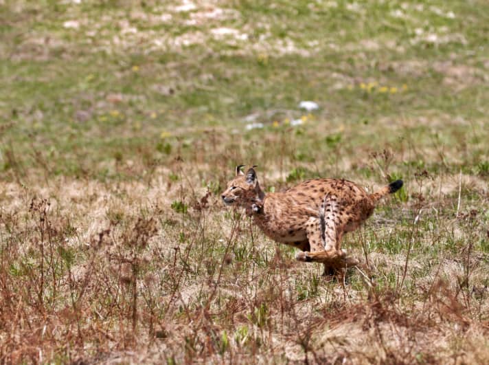 The lynx gives the Lynx Trail its name. The project aims to teach bikers about the protection of its habitat.