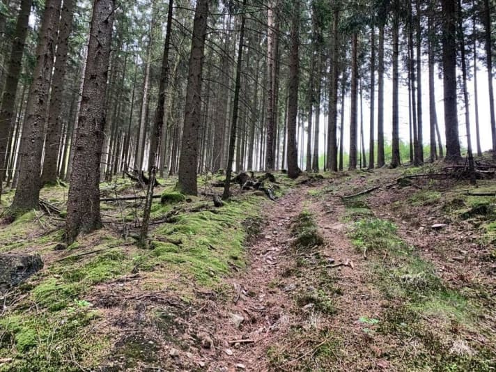 This section was marked as a highlight on komoot. In the wrong direction, however, such a path - like the one at Hohe Lohe - quickly becomes a thigh killer. - Here: Hofolpe, North Rhine-Westphalia, Germany.