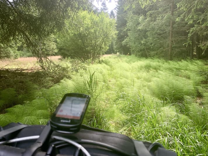 The border trail between Friedrichshäng and Böhmerwaldturm.