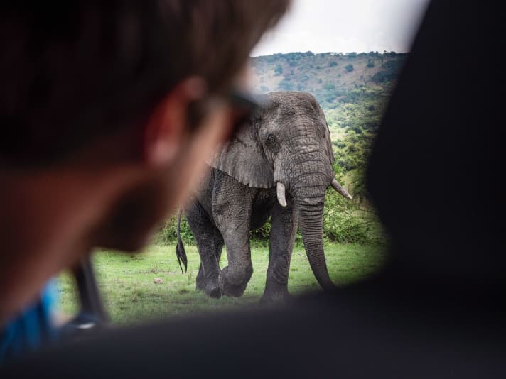 The elephant cow strongly advises us to turn back.  