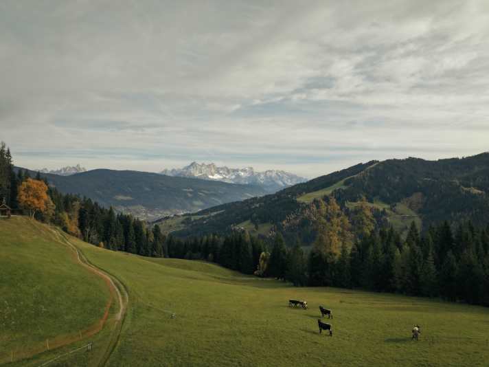 Alpine meadows, cows and gravel bikes: a perfect match at Gravel Peaks.