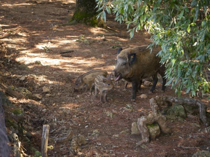Wildschweine können Radfahrern in den Eichenwäldern der Toskana durchaus begegnen