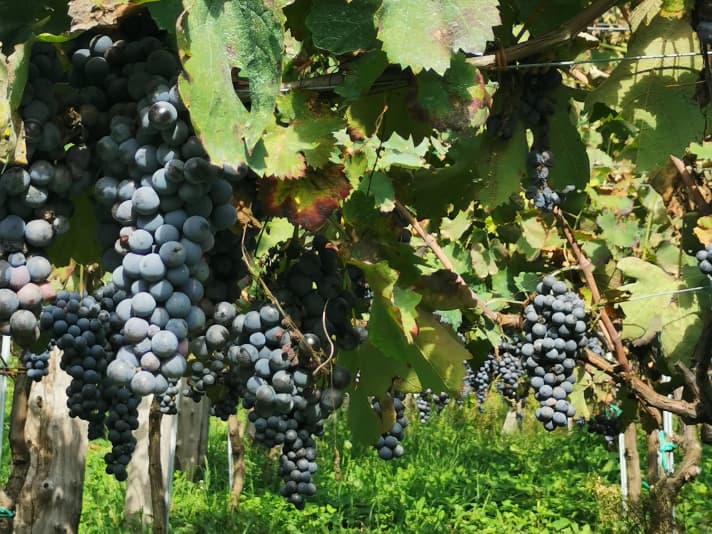 On the steep slopes of the Amalfi Coast, not only the typical lemons are grown, but also wine
