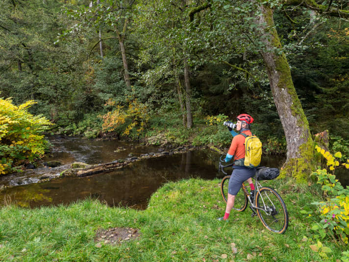 Drinking break by the stream
