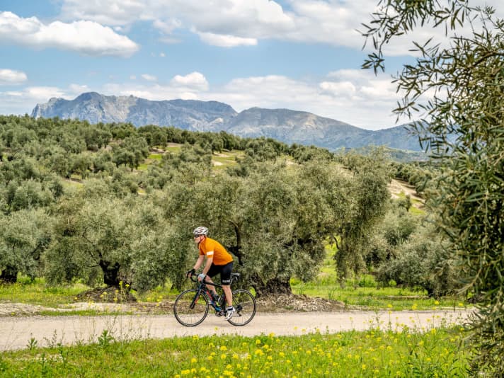 Vor der Kulisse der Sierras Subbéticas führt Tour 3 auf schmalen Straßen durch endlose Olivenplantagen