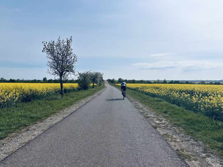 Cycle path along the Geiseltalsee on the "Zuckertour"