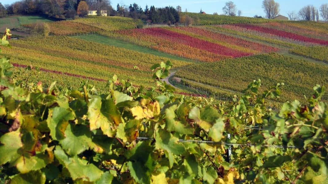Auf dem Remstal-Radweg durch die Weinstube Württembergs