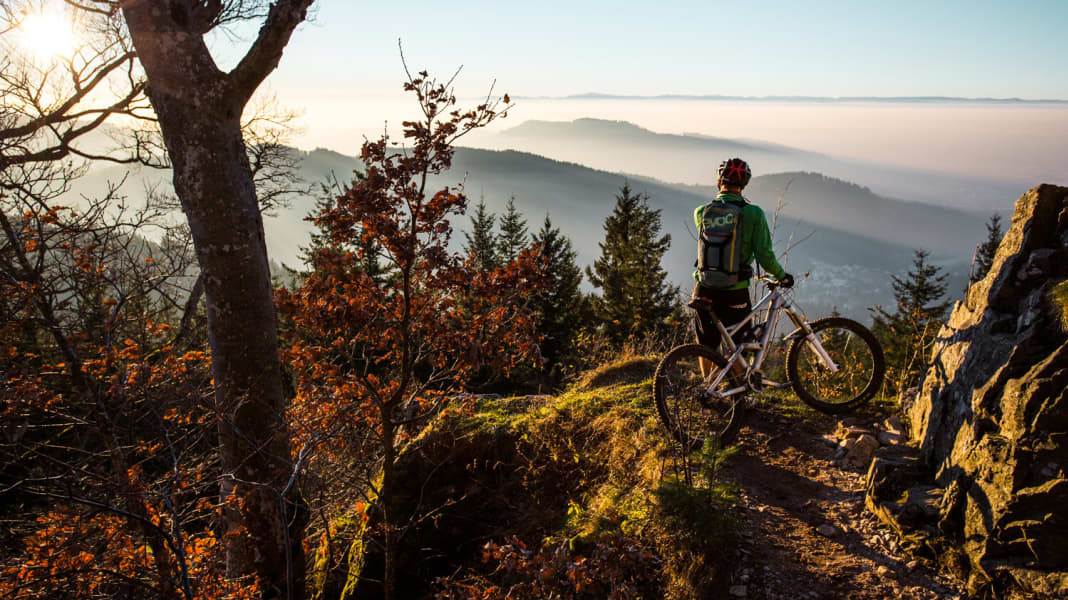 Bike-Reviere im Vergleich: Schwarzwald vs. Pfälzerwald