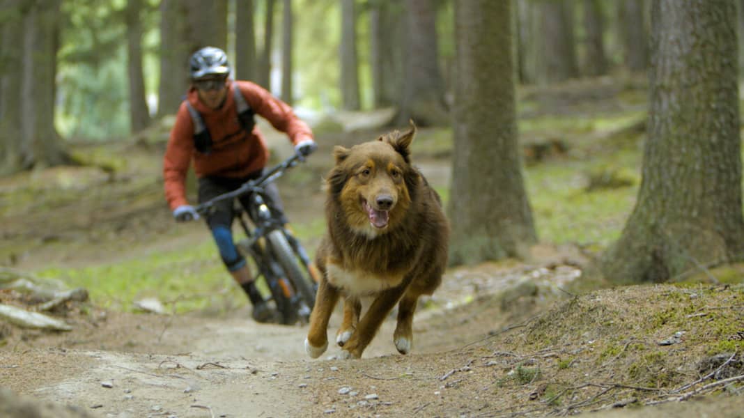 "Paws & Wheels" und das Biken mit dem Hund