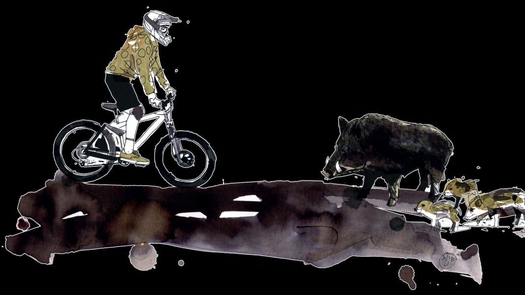 Biker und Wildtiere - Teil 2: Das solltest du bei Wildschwein-Begegnungen tun