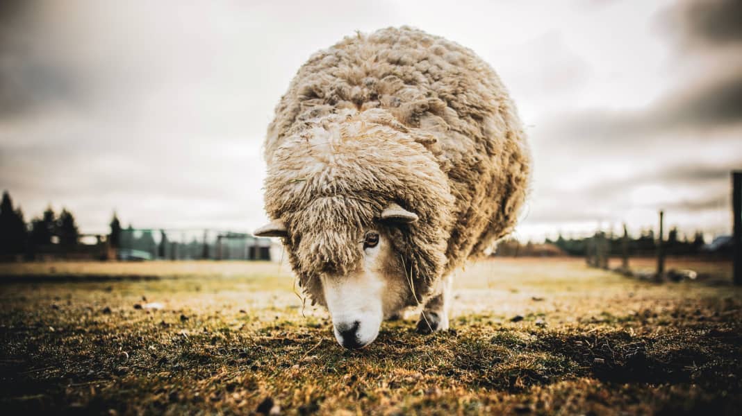 Test & Waschhinweise: Radtrikots aus Merinowolle