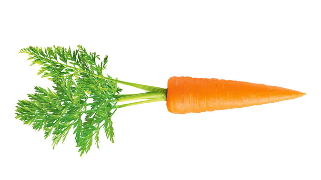 Vegetarische Ernährung für Rennradfahrer: Fit ohne Fleisch?