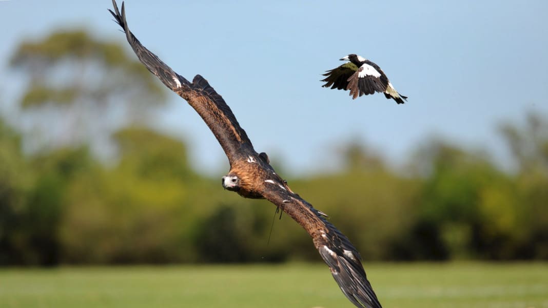 Rad-WM: «Angry Birds» - Vögel greifen Radprofis an