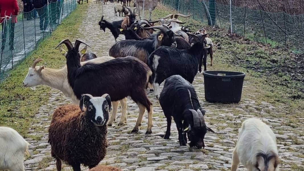 Paris-Roubaix: Tierische Helfer: Ziegen und Schafe sollen Wald von Arenberg befahrbar machen