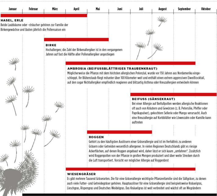 The most aggressive allergy plants and their flowering phases