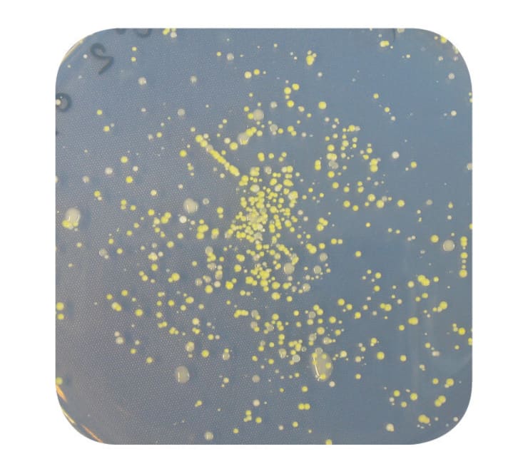 Bakterien auf einem Polyester-Shirt