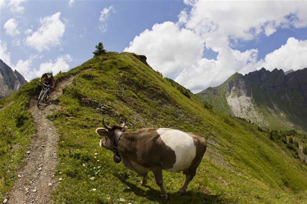 Biker meets cow: it's better to brake now than to speed round the bend.