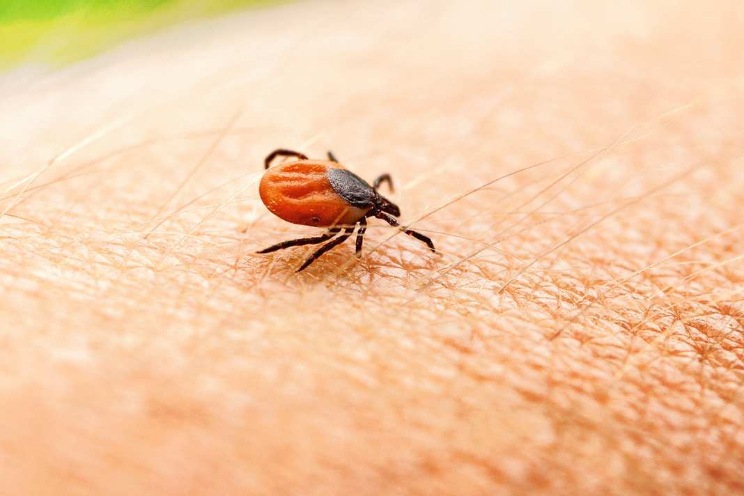 "The aim is to pinch off the tick as far forward as possible - i.e. close to the skin," says expert Jelinek.