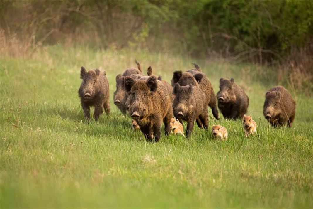 You should always drive round feeding areas for wild boar at dusk. Especially if there are wild boars around.