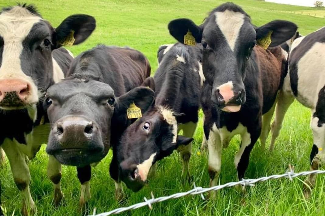 One with a mountain bike and handlebar bag, eh? This curious herd stood in a trellis directly behind the town sign of Waldbröl.