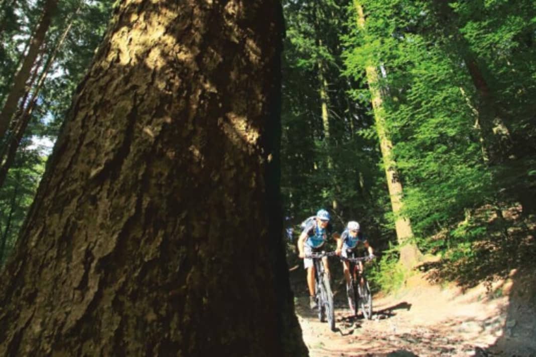 Harmless, my arse! If you start in the Rhine plain, you can gain a lot of metres in altitude in the Odenwald.