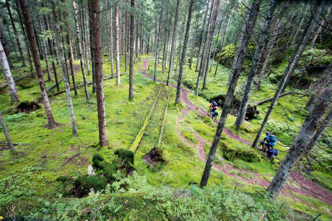 The path meanders like a fairytale through the moss. Unfortunately, we don't meet any moose on the way. But there are plenty of mushrooms that you can roast over the fire in the evening.