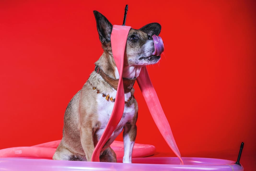 Bite-proof: high-tech plastic is set to revolutionise the bicycle inner tube. Lighter, safer, faster rolling - that's what the manufacturers promise. But do TPU inner tubes really provide better protection against bite attacks, whether from thorns, stones or lapdogs? In the test: polyurethane inner tubes versus classic rubber.