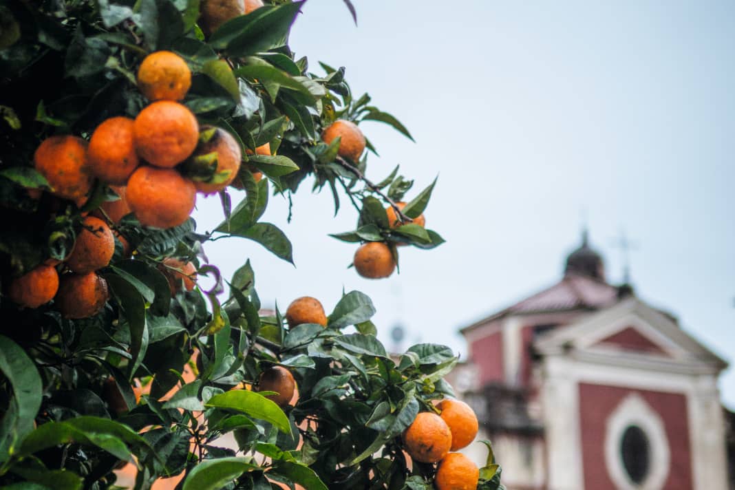 Piazza degli Aranci: Orange trees provide shade and fruit on the market square in Massa.