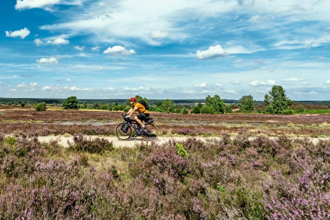 A dream in purple: the Lüneburg Heath Nature Park in bloom.