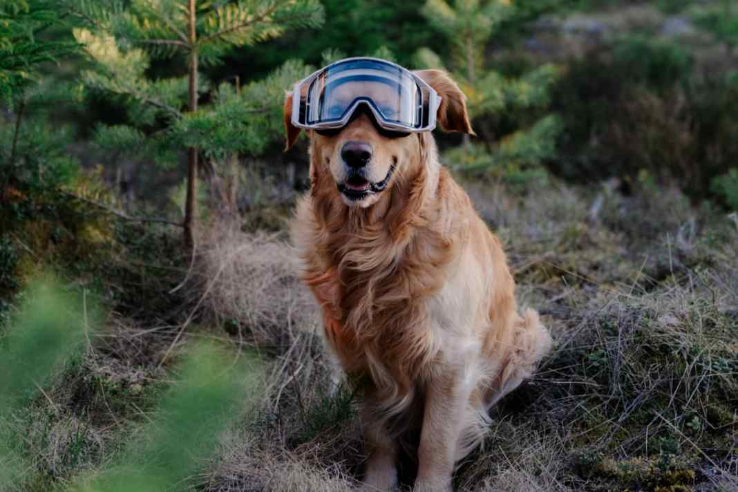 Sweet Protection hat mit der Deckard MTB Goggle eine neue Brille am Start, die mit großem Sichtfeld und stabiler Passform auch dem Trail-Dog gefällt. Ihr Haupt-Einsatzgebiet sind aber Enduro- und Gravity-Rides.