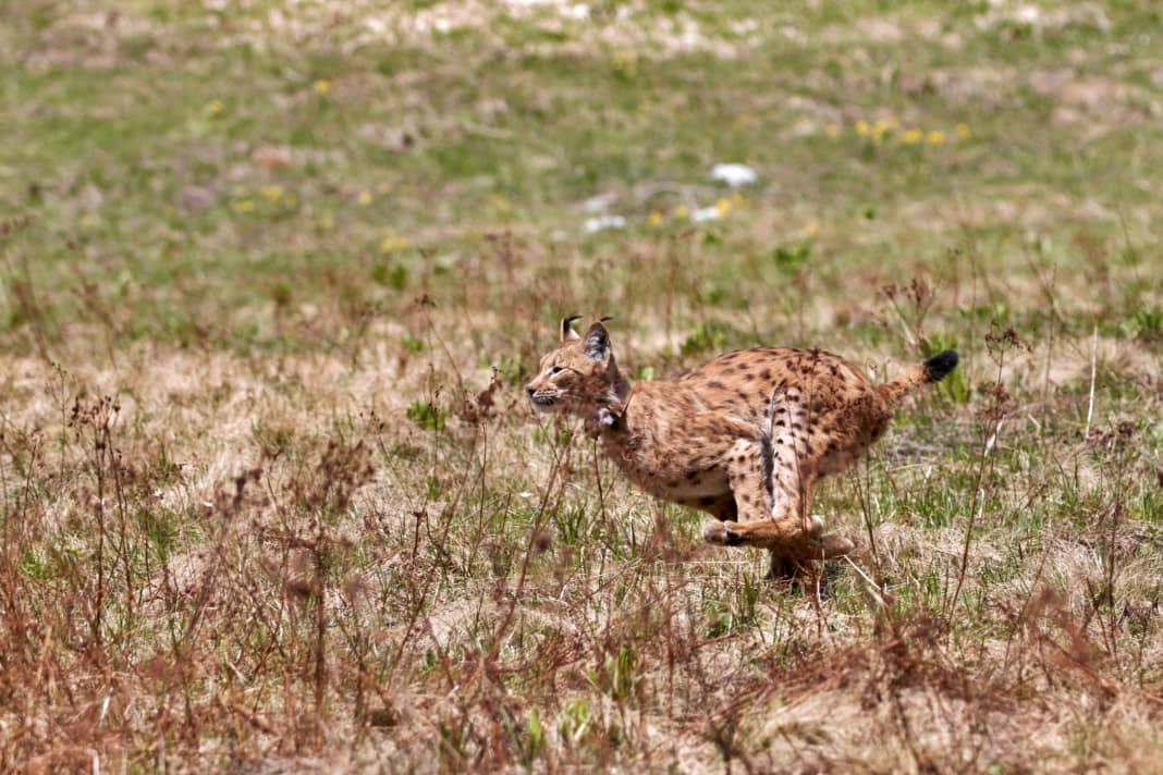 The lynx gives the Lynx Trail its name. The project aims to teach bikers about the protection of its habitat.