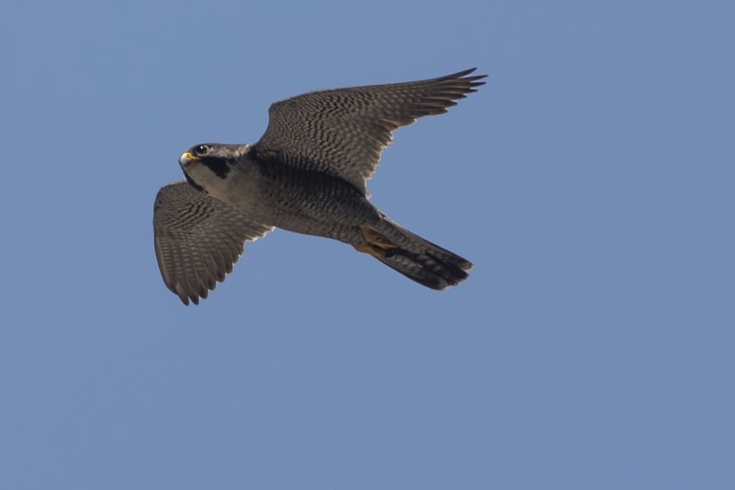 Der Schnellste der Lüfte: der Wanderfalke. Im Sturzflug erreicht der Greifvogel hohe Geschwindigkeiten. 389 km/h wurden angeblich schon gemessen. Das spezielle Gefieder des Wanderfalken begünstigen die hohe Fallgeschwindigkeit.