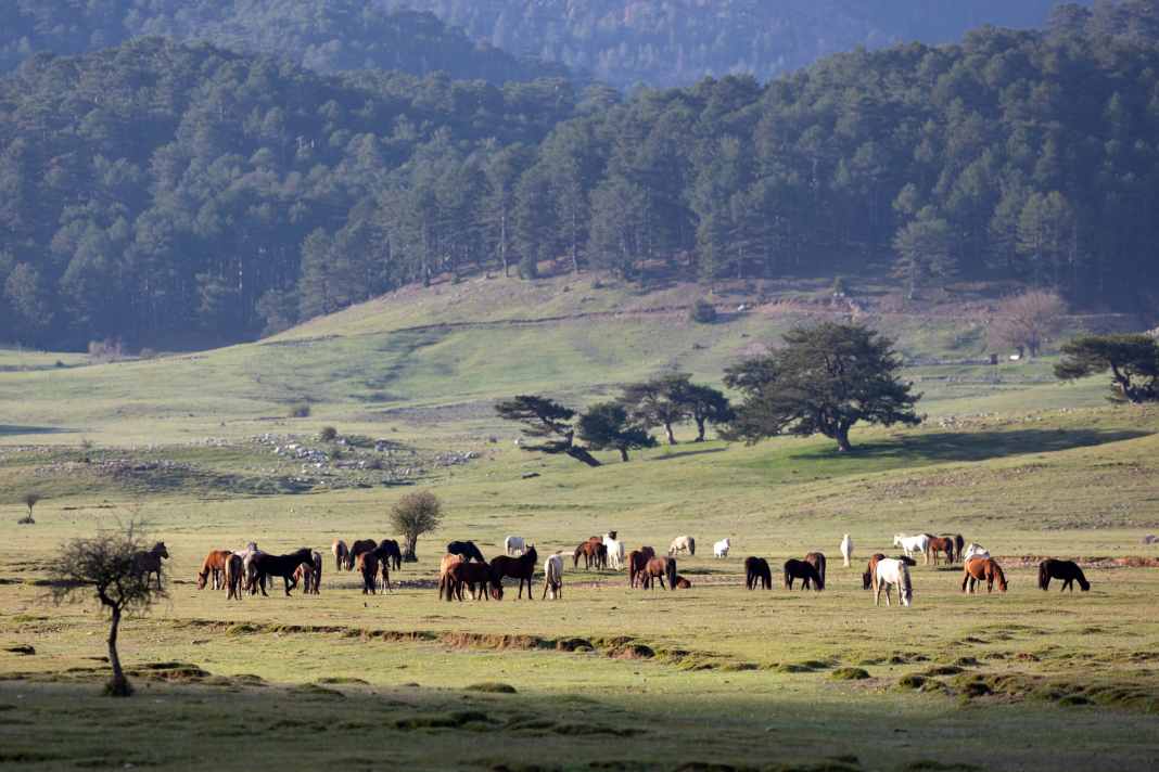 Im westlichen Taurus gibt es auf halber Höhe noch Wildpferde.