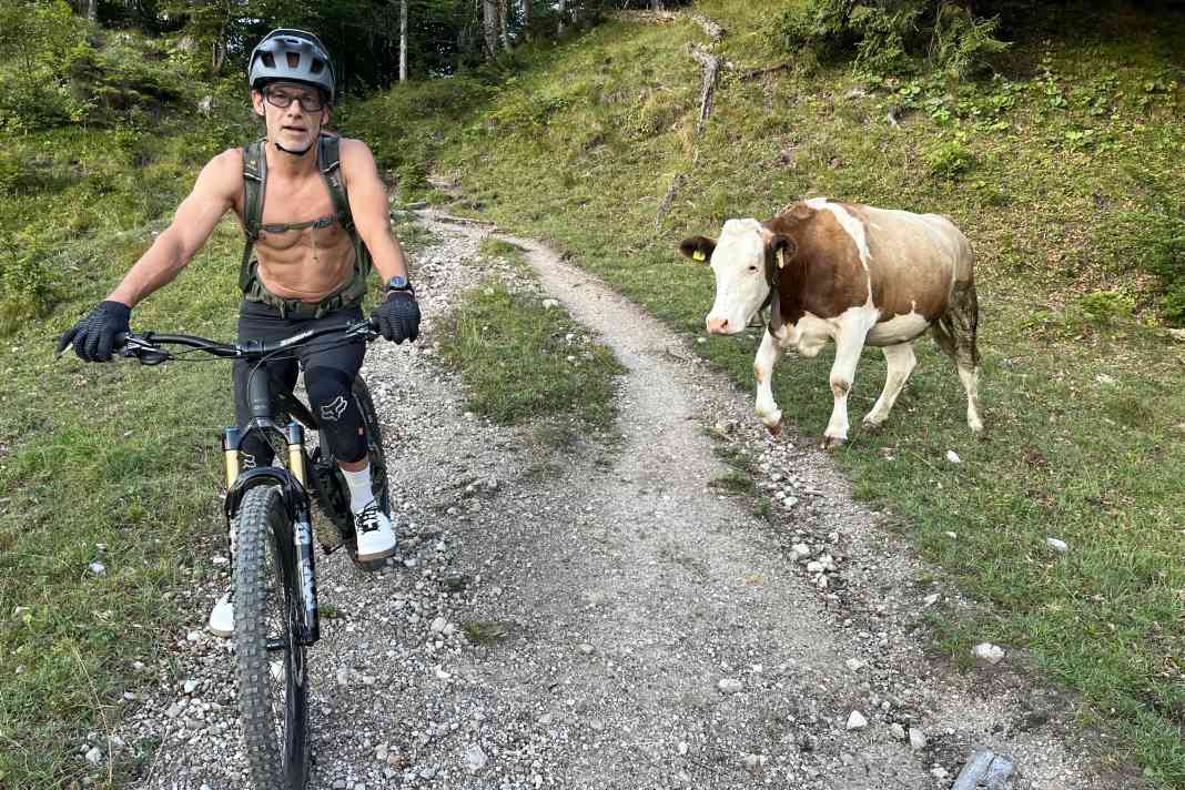 Oh Oh! Die Kuh läuft entschlossen auf Redakteur Dimi zu...