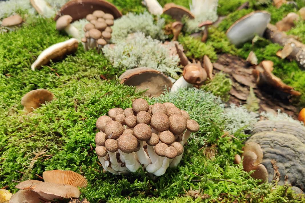 Ein Weg aus dem Verbrauch endlicher Ressourcen, wie Öl oder Gas, sind nachwachsende Rohstoffe.