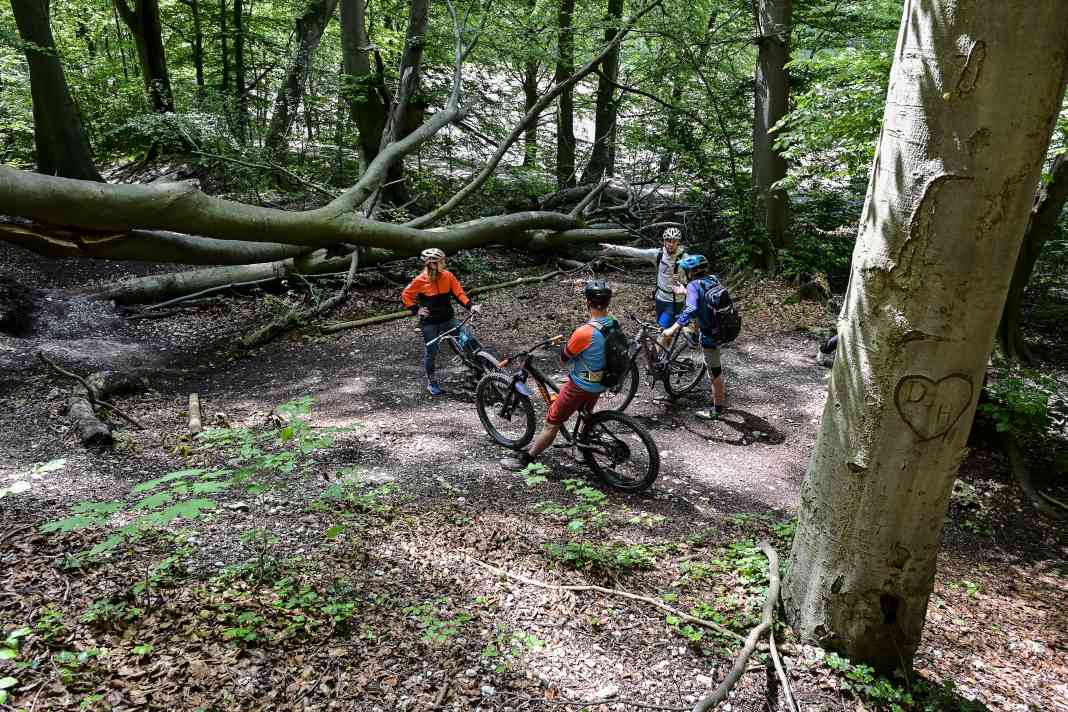 There should no longer be any overhanging trees on the signposted trails.
