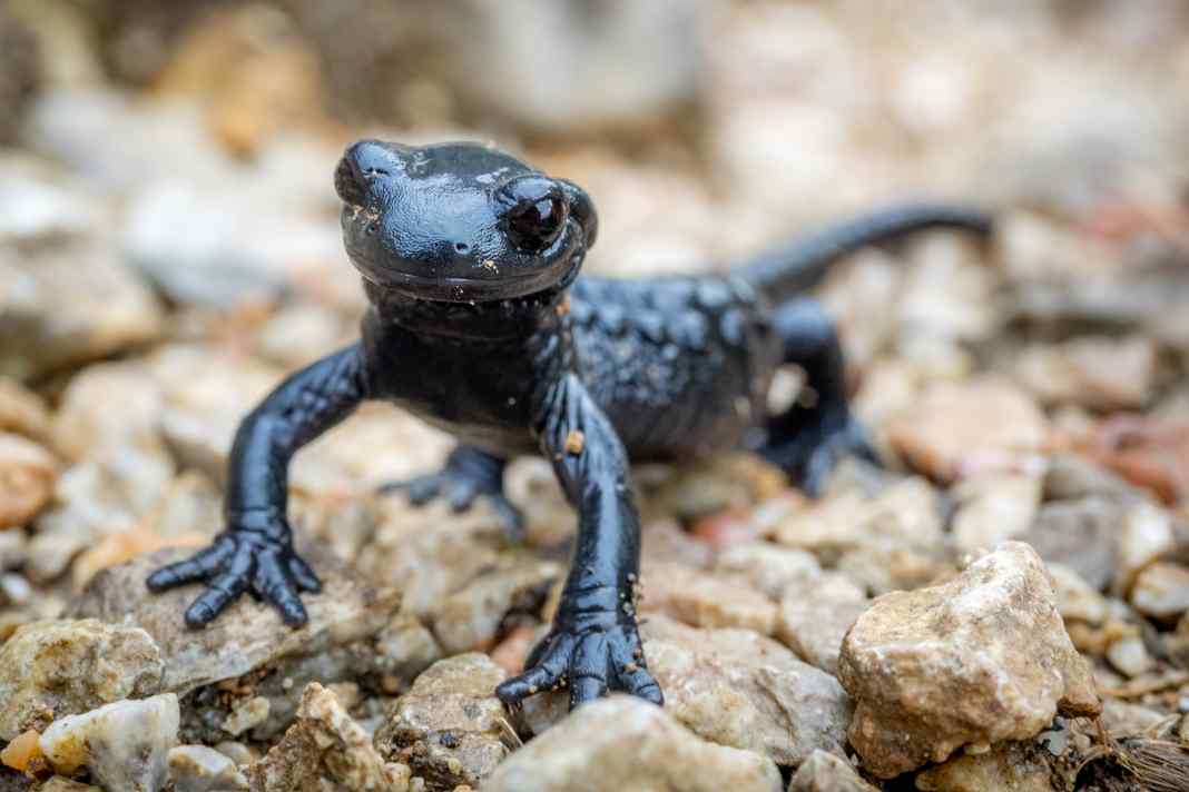 Ist meist nachts unterwegs: der Alpensalamander. Das ist sein Glück, denn auf dem Trail hat der träge Lurch keine Chance. Leider tapst er auch nach Regenschauern auf dem Trail umher.