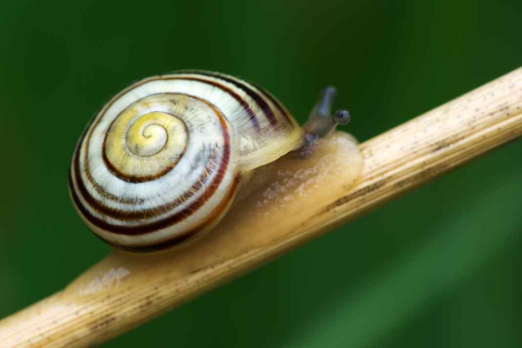 Zartes, kleines Wesen: die Bänderschnecke. So schnell übersehen, so schnell überrollt.