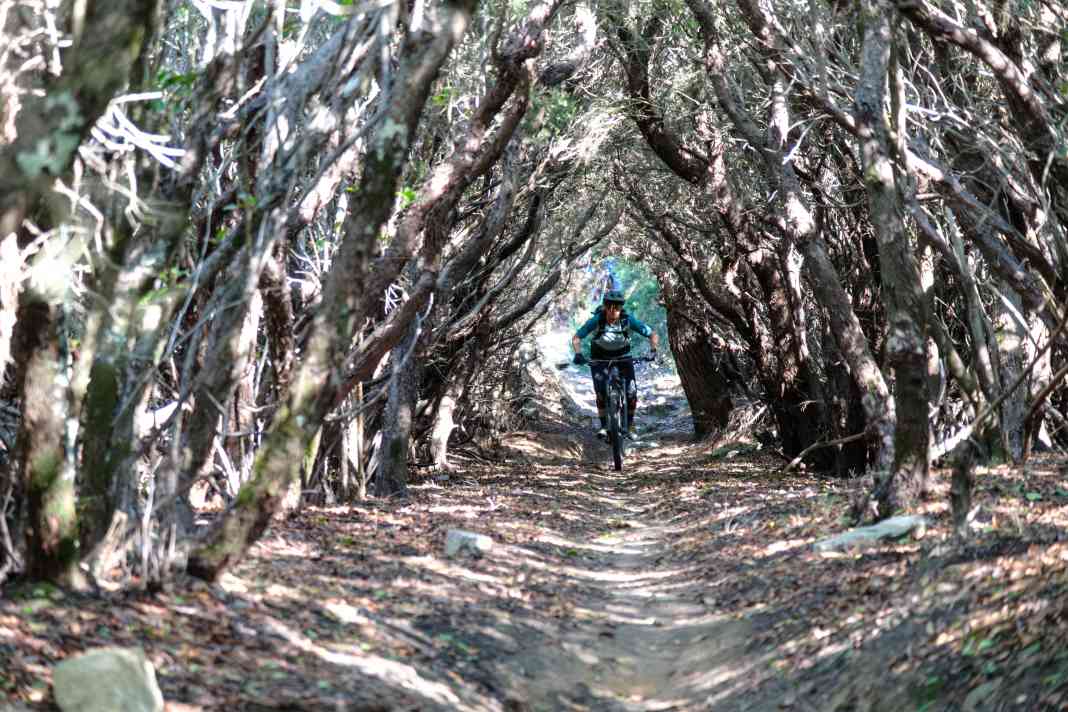 Il Semaforo translates as "traffic lights". Unfortunately, it was not possible to find out why this trail avenue on Elba is called that.